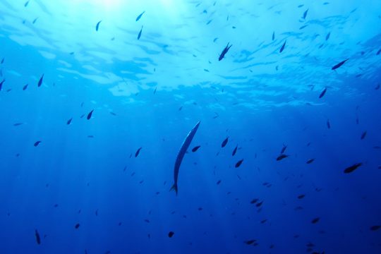 ocean conference france